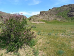 Prunus prostrata concolor