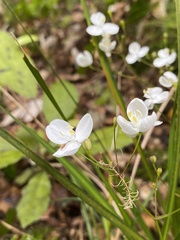 Libertia
