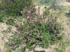 Prunus prostrata concolor