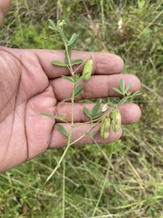Crotalaria pumila