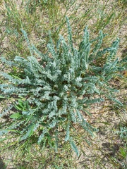 Astragalus lanuginosus