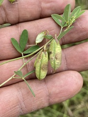 Crotalaria pumila