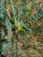 Astragalus lanuginosus