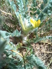 Astragalus lanuginosus