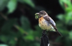 Saxicola torquatus