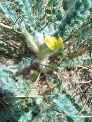 Astragalus lanuginosus
