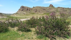 Prunus prostrata concolor