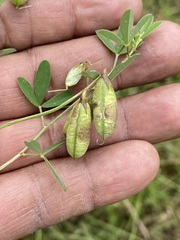 Crotalaria pumila