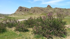 Prunus prostrata concolor
