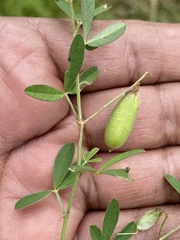 Crotalaria pumila