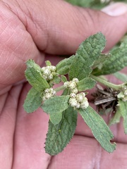 Baccharis sordescens