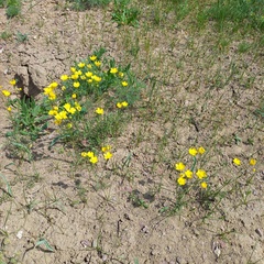 Ranunculus regelianus