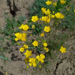 Ranunculus regelianus