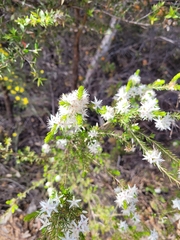 Calytrix tetragona