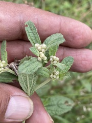 Baccharis sordescens