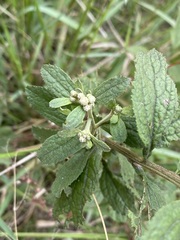 Baccharis sordescens