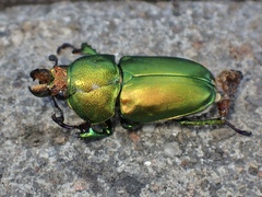 Lamprima aurata