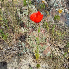 Papaver pavoninum