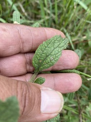 Baccharis sordescens