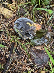 Xerocomellus zelleri