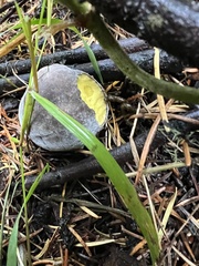 Xerocomellus zelleri