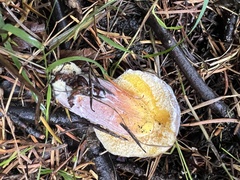 Xerocomellus zelleri