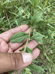 Baccharis sordescens