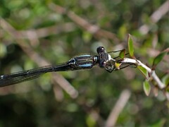 Austrolestes colensonis