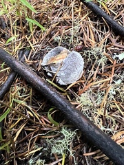 Xerocomellus zelleri