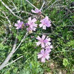 Geranium linearilobum