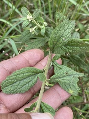 Baccharis sordescens