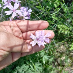 Geranium linearilobum