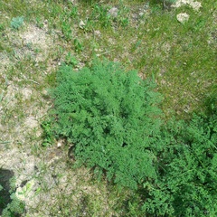 Ferula