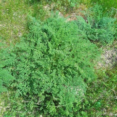 Ferula