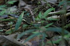 Thamnosophis epistibes