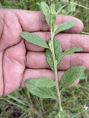 Baccharis sordescens