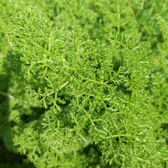 Ferula