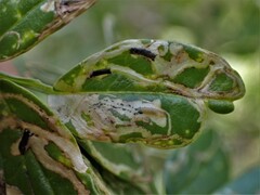 Liriomyza clianthi