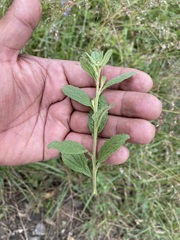 Baccharis sordescens