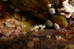 Anthothoe albocincta