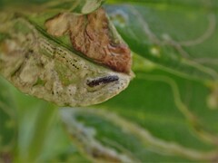 Liriomyza clianthi