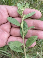 Baccharis sordescens