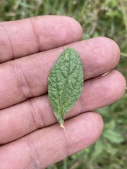 Baccharis sordescens