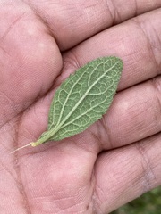 Baccharis sordescens