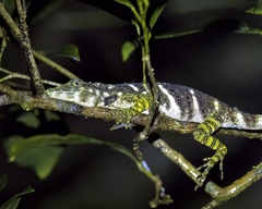 Anolis insignis