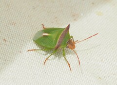 Cuspicona apothoracica