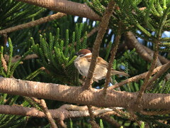 Passer montanus saturatus