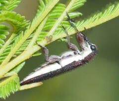 Rhinotia phoenicoptera