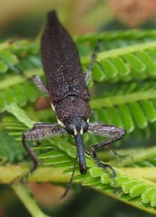 Rhinotia phoenicoptera