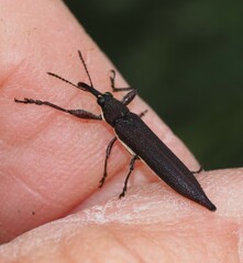 Rhinotia phoenicoptera